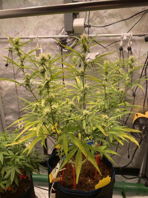 🍋🥧 Auto - Fast Buds. Week 7 - Day 49