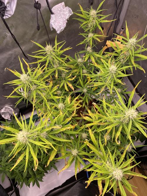 🍋🥧 Auto - Fast Buds. Week 8 - Day 51