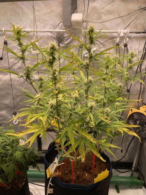 🍋🥧 Auto - Fast Buds. Week 8 - Day 50