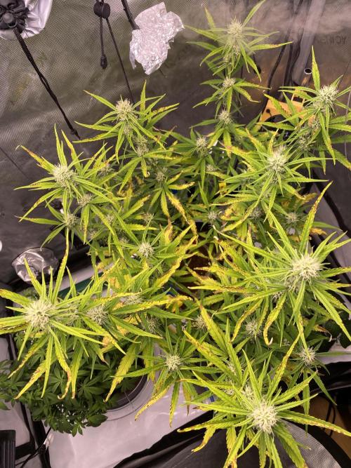 🍋🥧 Auto - Fast Buds. Week 8 - Day 50