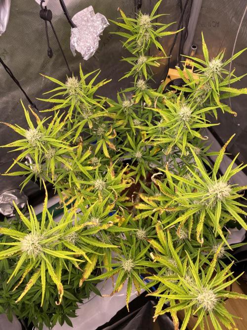 🍋🥧 Auto - Fast Buds. Week 8 - Day 52