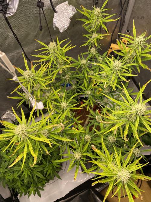 🍋🥧 Auto - Fast Buds. Week 8 - Day 53