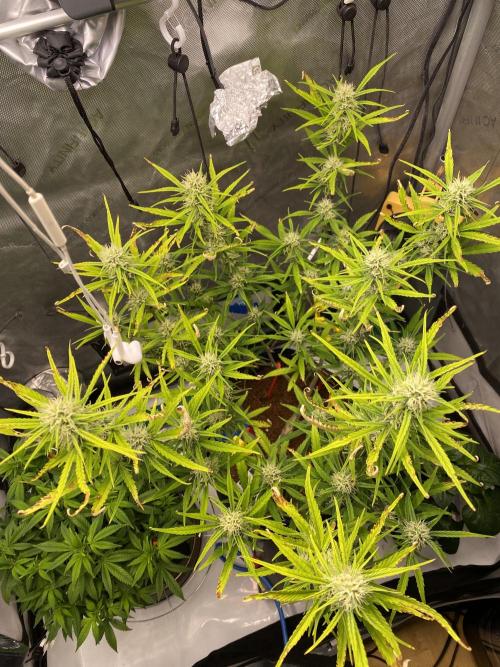 🍋🥧 Auto - Fast Buds. Week 8 - Day 54