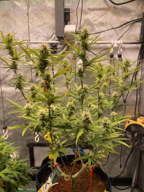 🍋🥧 Auto - Fast Buds. Week 8 - Day 55