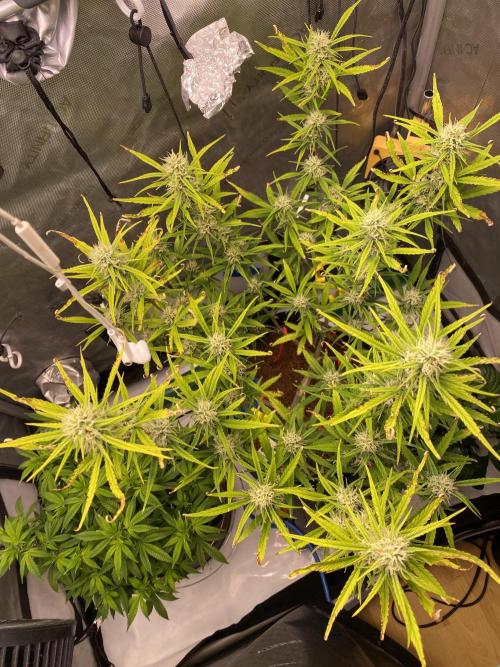 🍋🥧 Auto - Fast Buds. Week 8 - Day 55