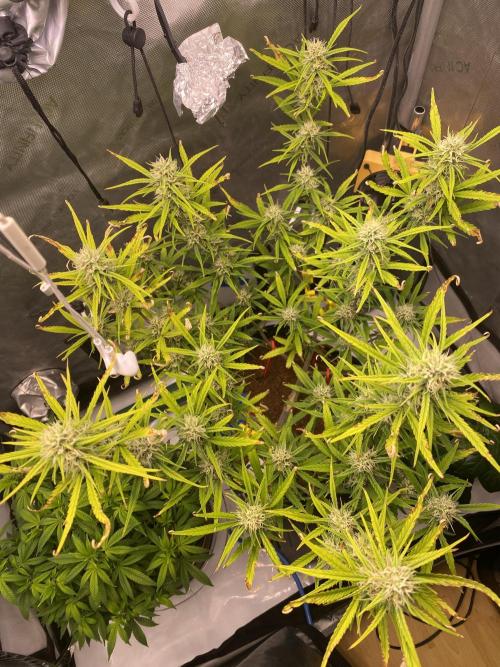 🍋🥧 Auto - Fast Buds. Week 8 - Day 56