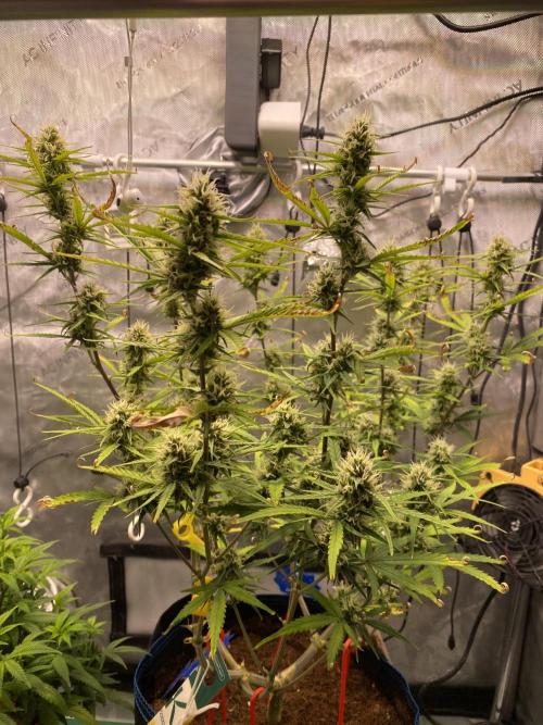 🍋🥧 Auto - Fast Buds. Week 9 - Day 58