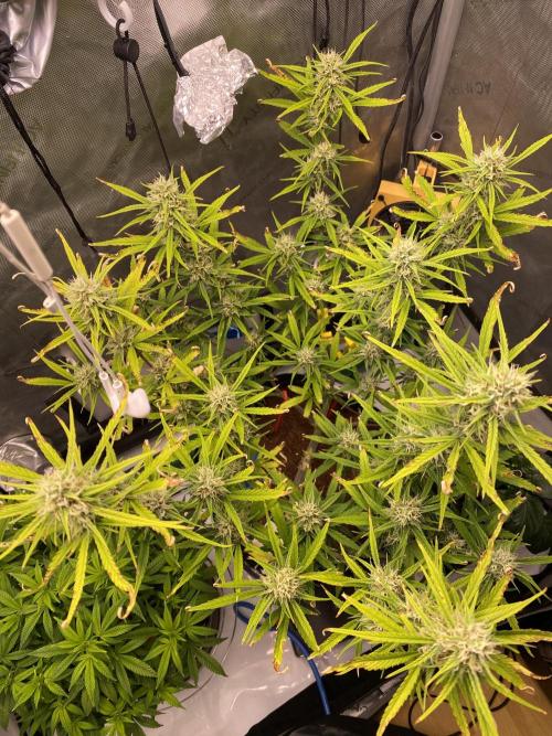 🍋🥧 Auto - Fast Buds. Week 9 - Day 58