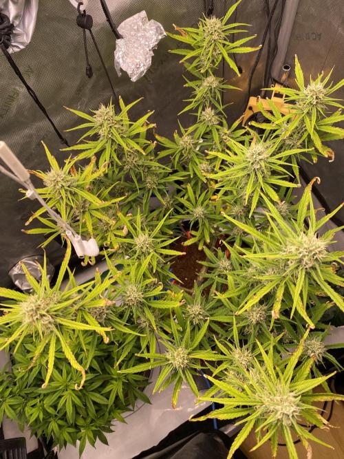 🍋🥧 Auto - Fast Buds. Week 9 - Day 59