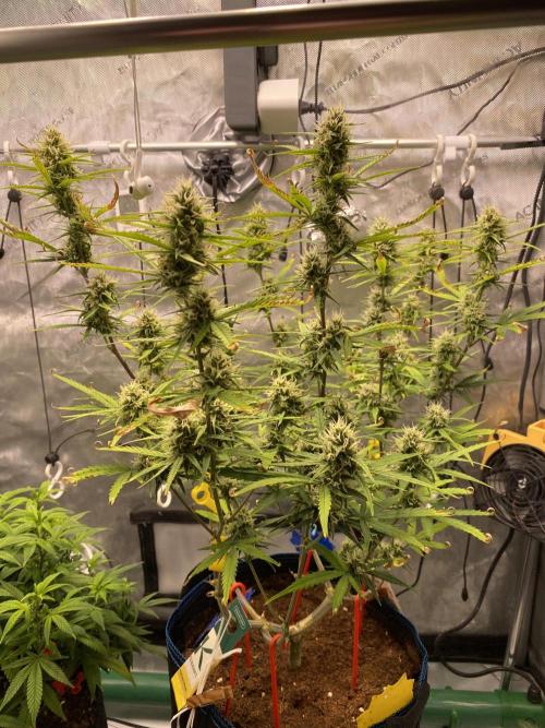 🍋🥧 Auto - Fast Buds. Week 9 - Day 59