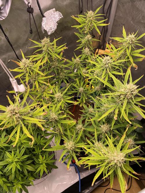 🍋🥧 Auto - Fast Buds. Week 9 - Day 60