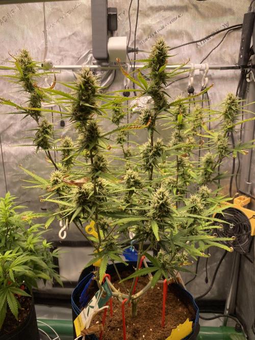 🍋🥧 Auto - Fast Buds. Week 9 - Day 60