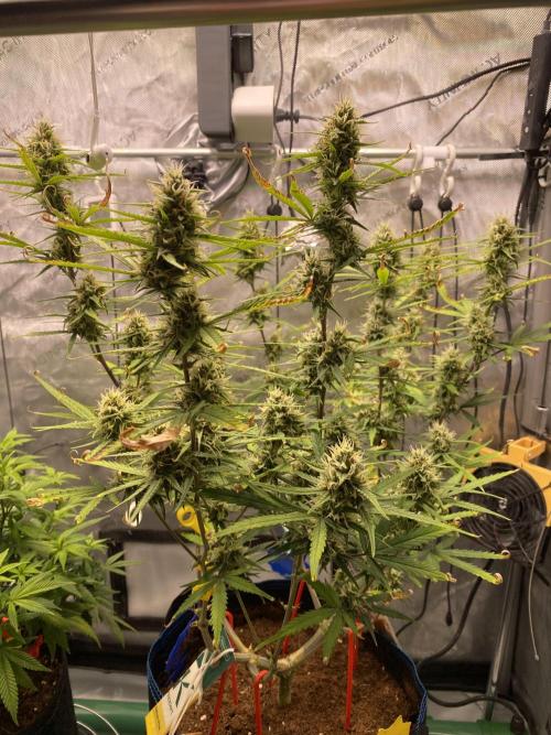 🍋🥧 Auto - Fast Buds. Week 9 - Day 61