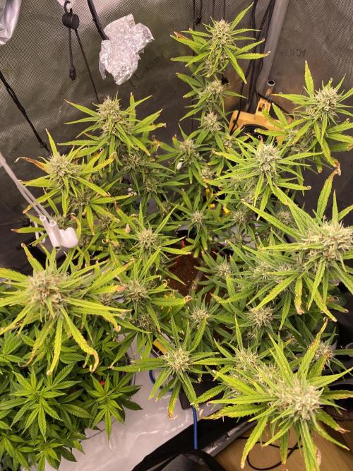 🍋🥧 Auto - Fast Buds. Week 9 - Day 61