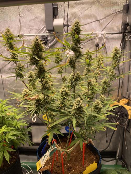 🍋🥧 Auto - Fast Buds. Week 9 - Day 62