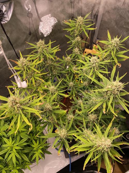 🍋🥧 Auto - Fast Buds. Week 9 - Day 62