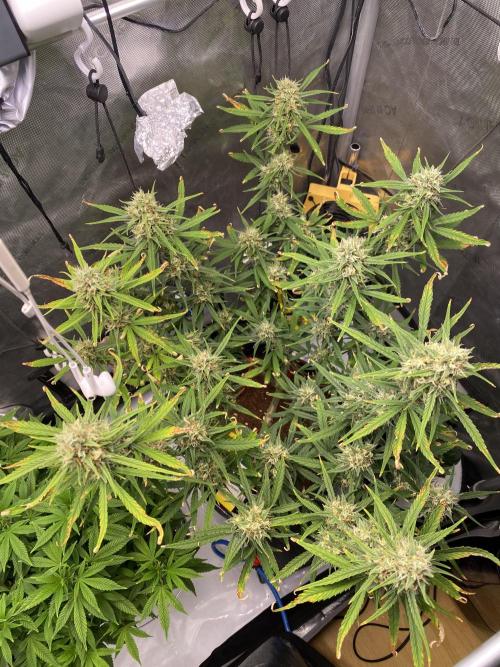 🍋🥧 Auto - Fast Buds. Week 10 - Day 65