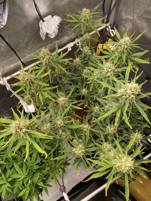 🍋🥧 Auto - Fast Buds. Week 10 - Day 66