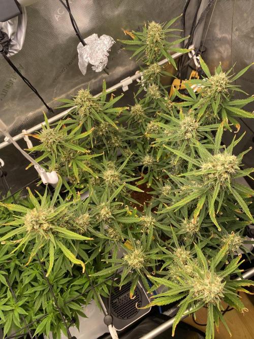 🍋🥧 Auto - Fast Buds. Week 10 - Day 67