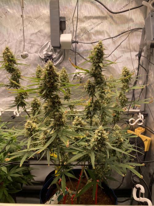 🍋🥧 Auto - Fast Buds. Week 10 - Day 67