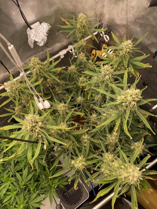 🍋🥧 Auto - Fast Buds. Week 10 - Day 68