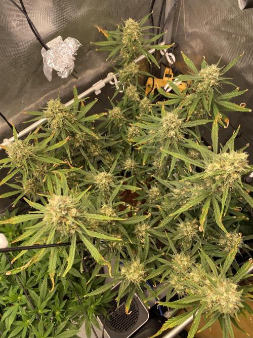 🍋🥧 Auto - Fast Buds. Week 10 - Day 69