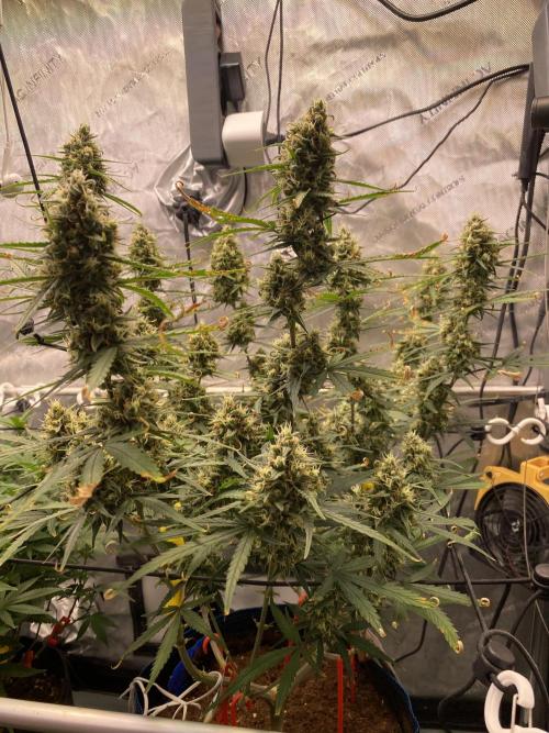 🍋🥧 Auto - Fast Buds. Week 10 - Day 69