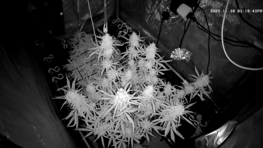 🍋🥧 Auto - Fast Buds. Week 11 - Day 71: new view into the tent