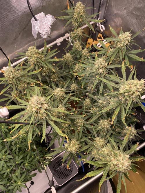 🍋🥧 Auto - Fast Buds. Week 11 - Day 72