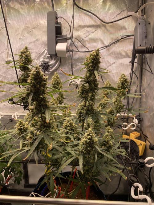 🍋🥧 Auto - Fast Buds. Week 11 - Day 72