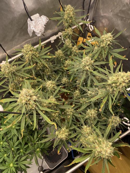 🍋🥧 Auto - Fast Buds. Week 11 - Day 73