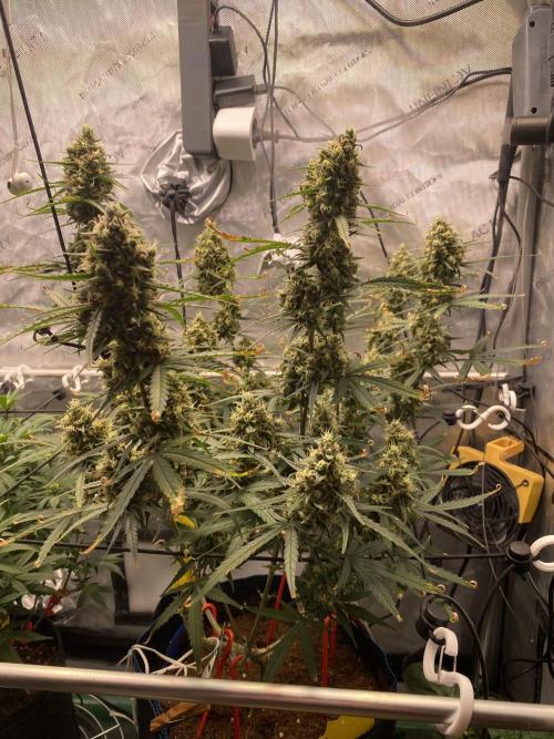 🍋🥧 Auto - Fast Buds. Week 11 - Day 73