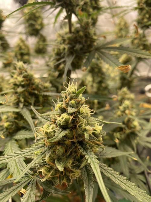 🍋🥧 Auto - Fast Buds. Week 11 - Day 73 (lower buds)