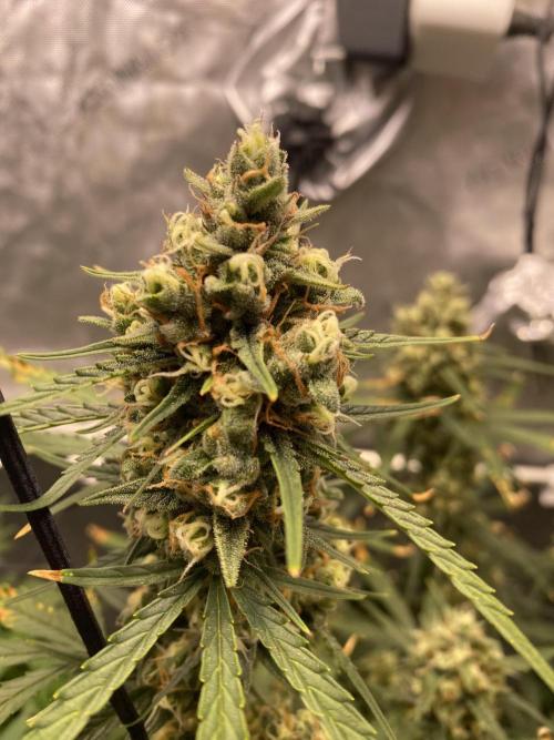 🍋🥧 Auto - Fast Buds. Week 11 - Day 73 (top bud)