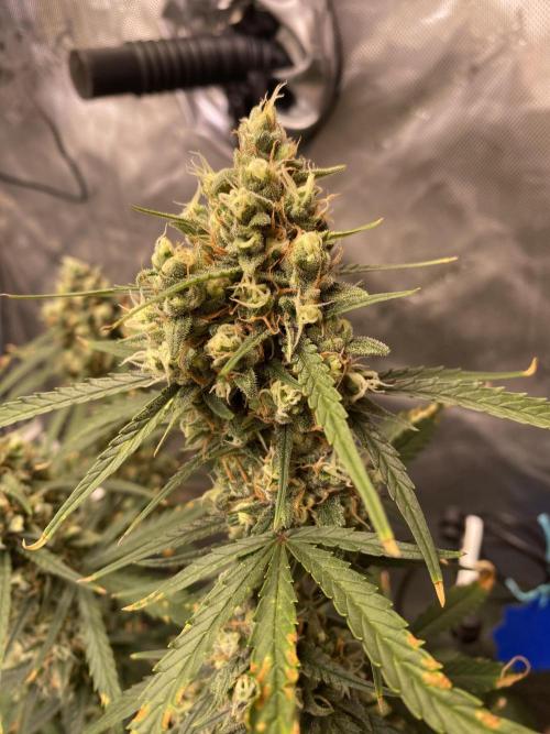 🍋🥧 Auto - Fast Buds. Week 11 - Day 73 (top bud)