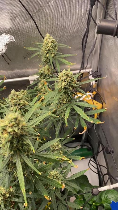 🍋🥧 Auto - Fast Buds
