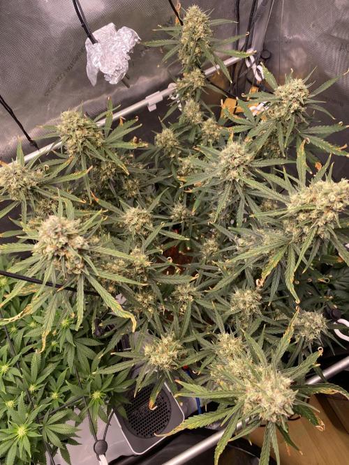 🍋🥧 Auto - Fast Buds. Week 11 - Day 74