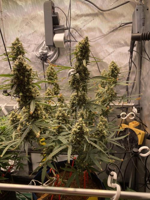 🍋🥧 Auto - Fast Buds. Week 11 - Day 74