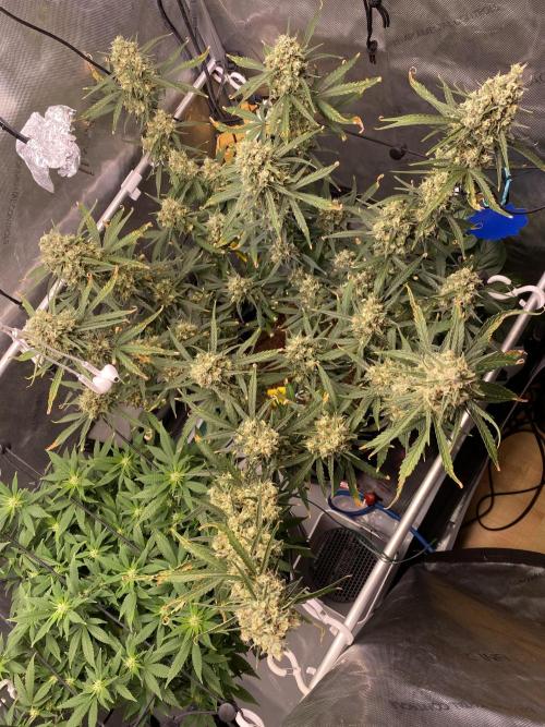 🍋🥧 Auto - Fast Buds. Week 11 - Day 75