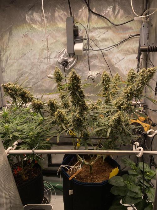 🍋🥧 Auto - Fast Buds. Week 11 - Day 75