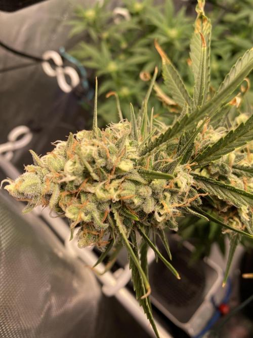 🍋🥧 Auto - Fast Buds. Week 11 - Day 75