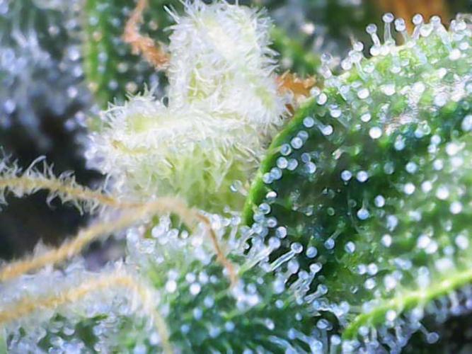 🍋🥧 Auto - Fast Buds. Week 12 - Day 79