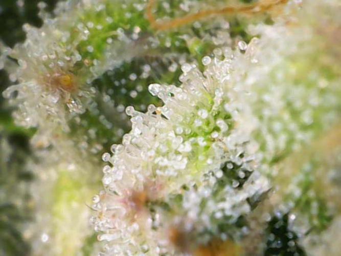 🍋🥧 Auto - Fast Buds. Week 12 - Day 79