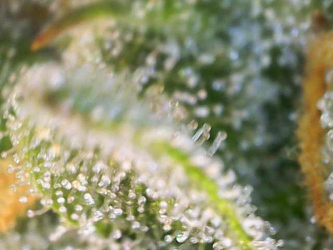 🍋🥧 Auto - Fast Buds. Week 12 - Day 79