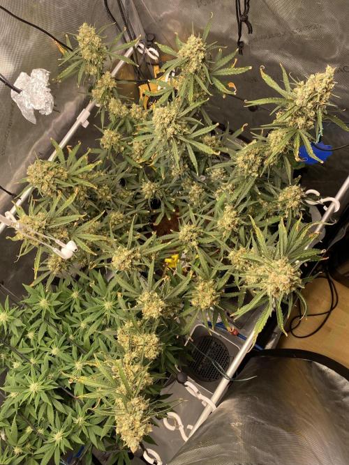 🍋🥧 Auto - Fast Buds. Week 12 - Day 79