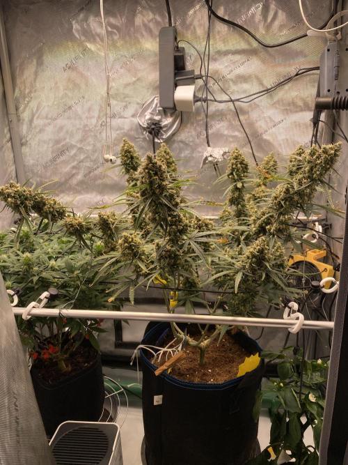 🍋🥧 Auto - Fast Buds. Week 12 - Day 79