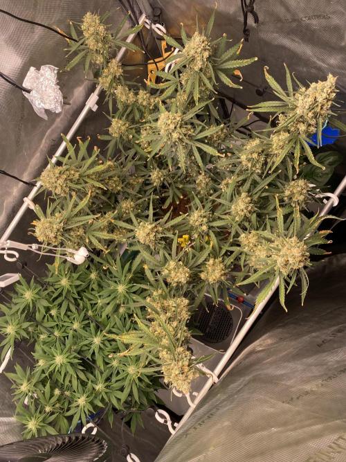 🍋🥧 Auto - Fast Buds. Week 12 - Day 80