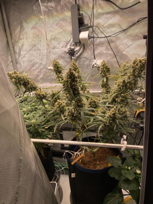 🍋🥧 Auto - Fast Buds. Week 12 - Day 80