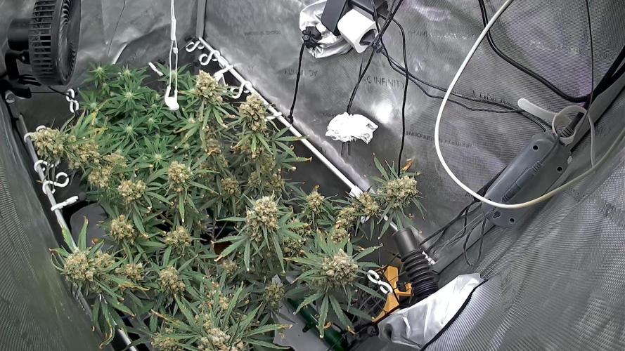 🍋🥧 Auto - Fast Buds. Week 12 - Day 81