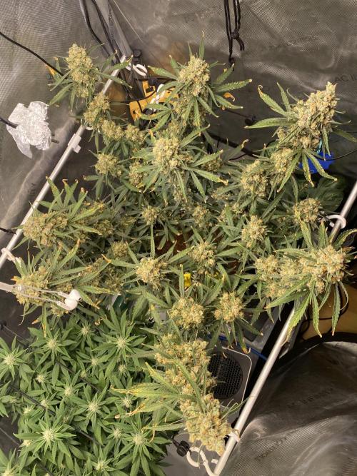 🍋🥧 Auto - Fast Buds. Week 12 - Day 83